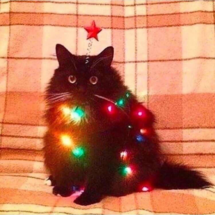 meme kucing di hari Natal