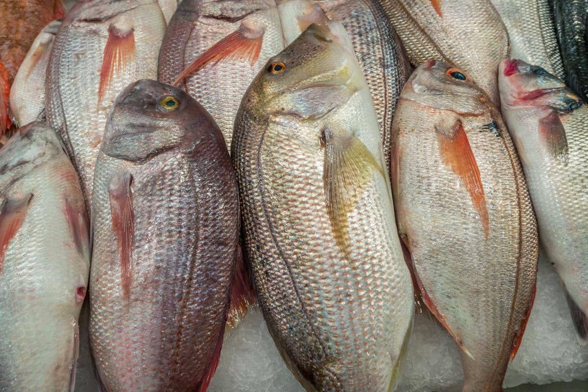 Ikan laut yang masih segar