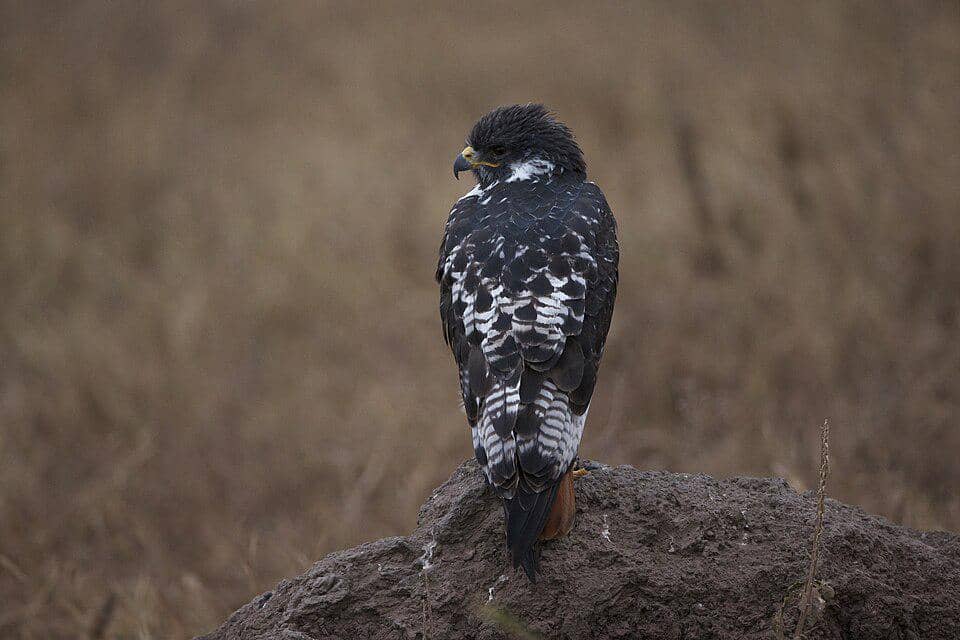 rajawali augur sedang bertengger
