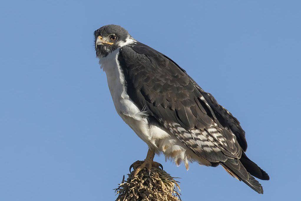 rajawali augur sedang bertengger