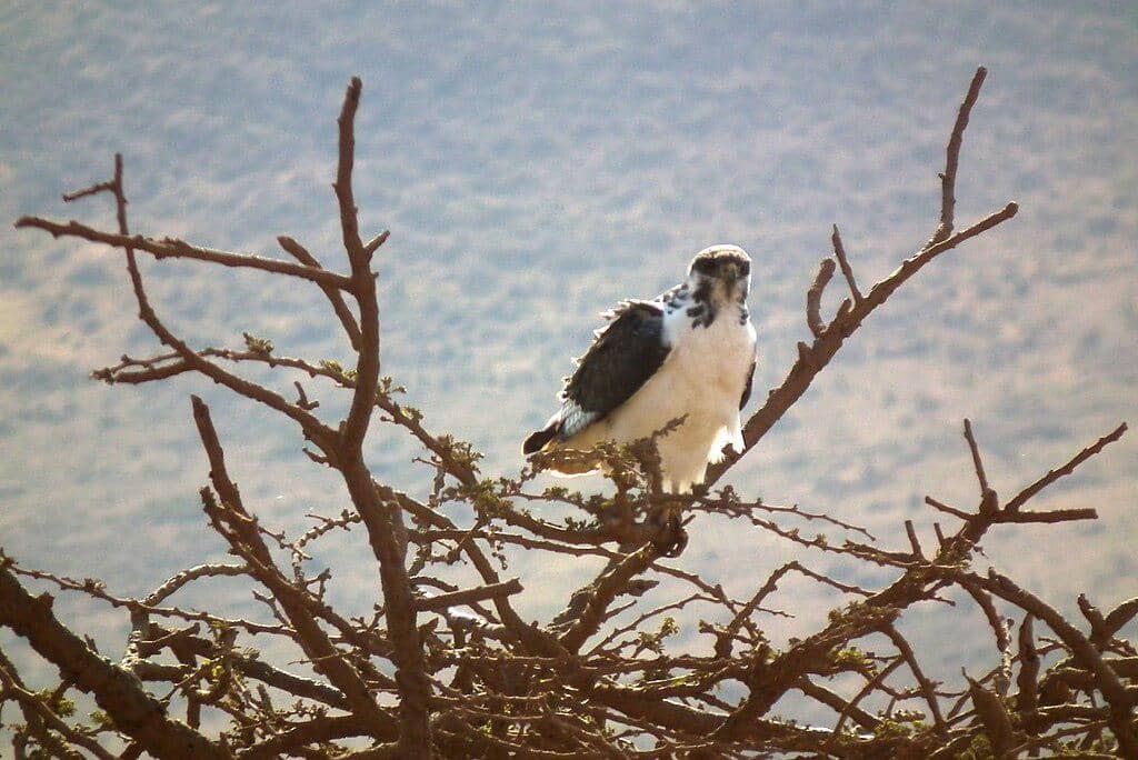 rajawali augur di habitat aslinya