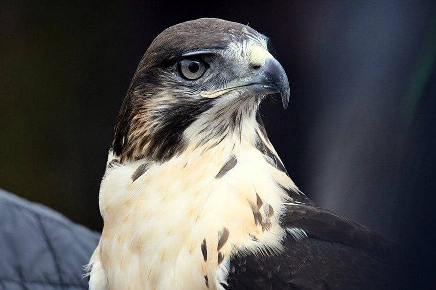 tampak dekat rajawali augur