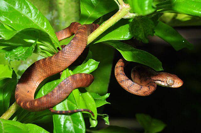 potret ular brown tree snake