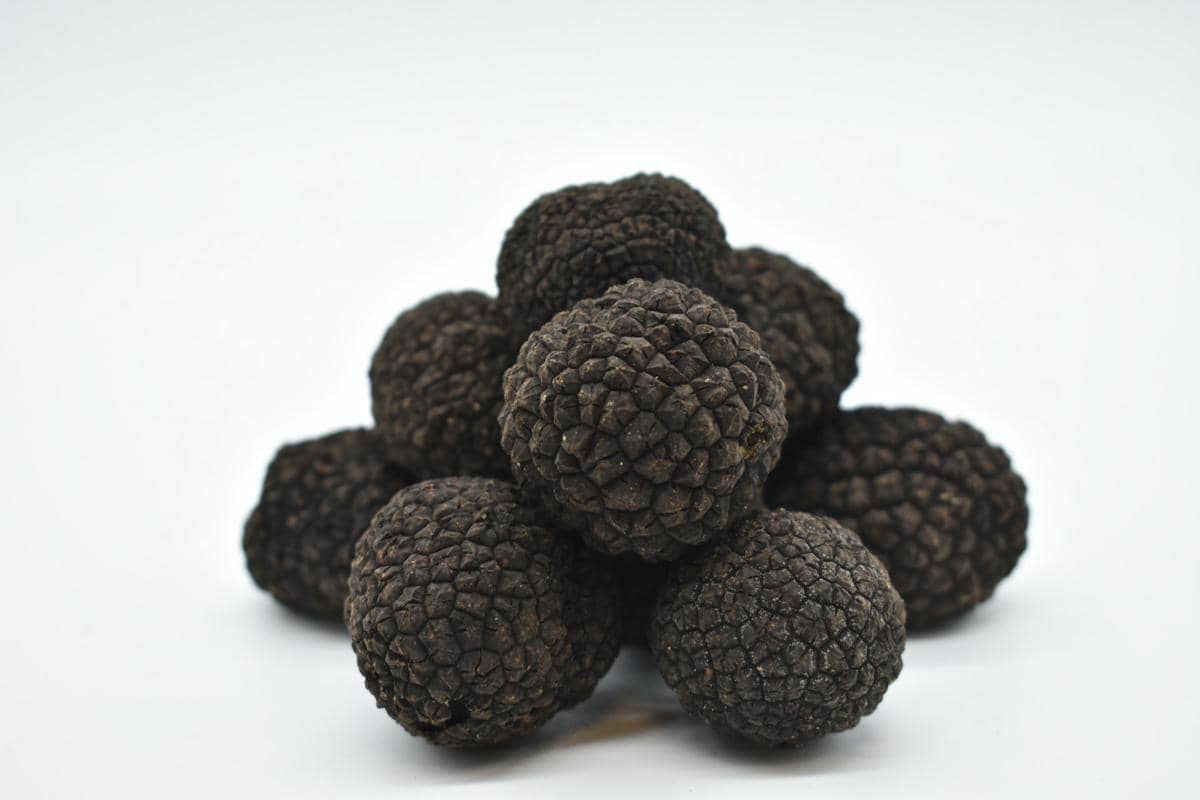 ilustrasi truffle