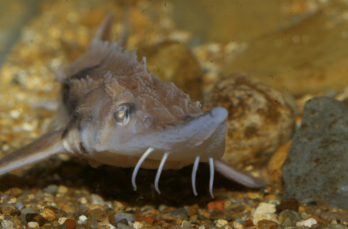 sturgeon danau