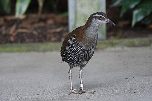 potret burung guam rail 
