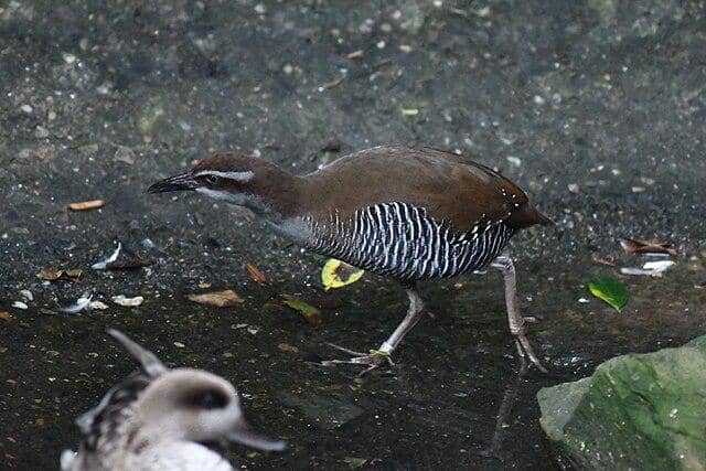 potret burung guam rail 