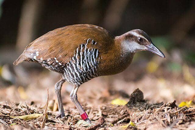 potret burung guam rail 