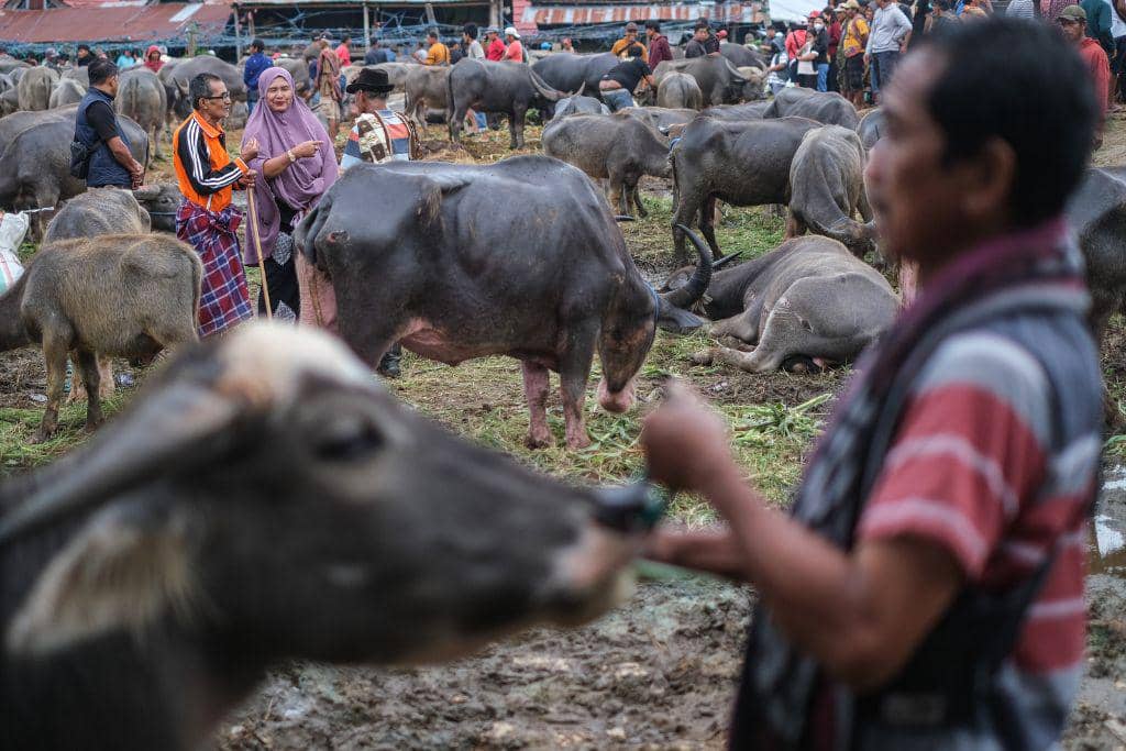 Suasana Pasar Bolu atau pasar kerbau di Toraja Utara.