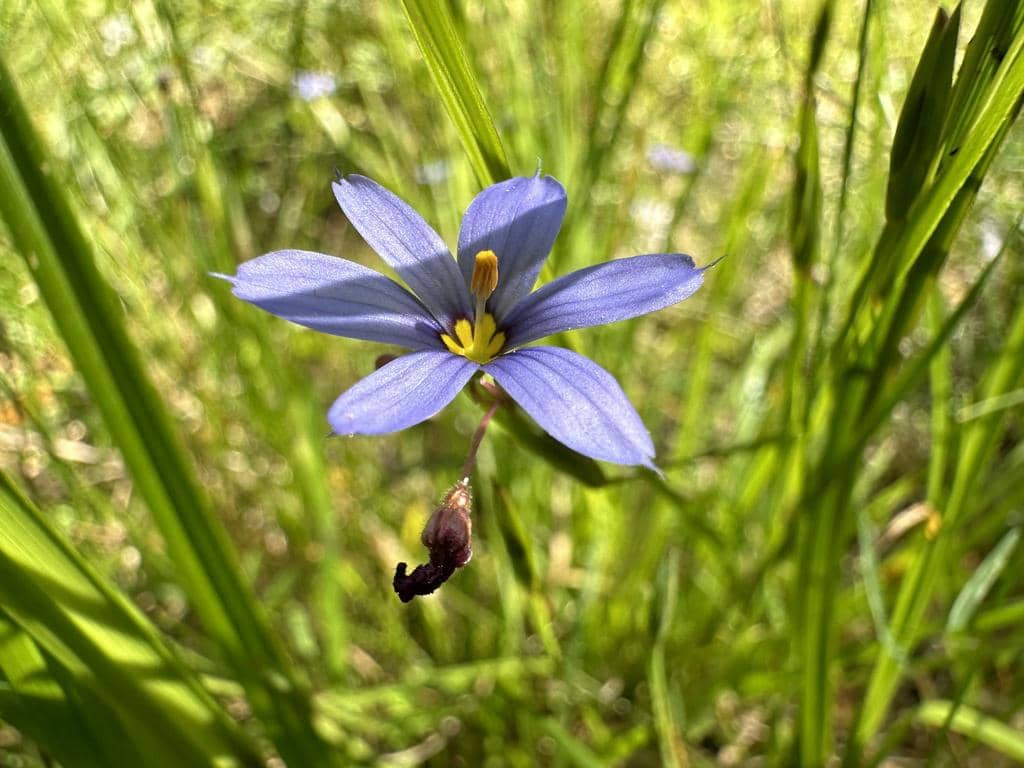 Blue-eyed Grass