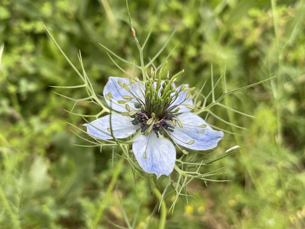 Nigella damascena