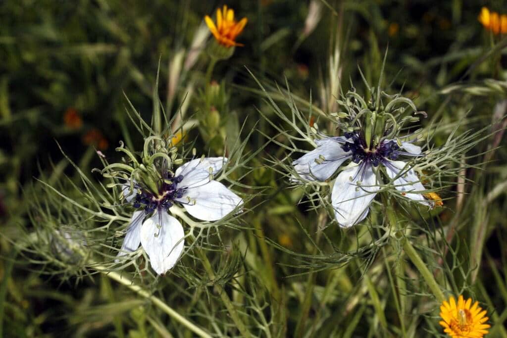 Nigella damascena