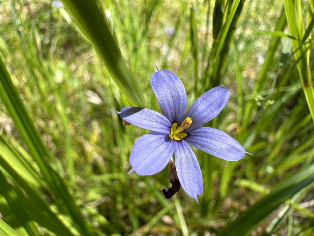 Blue-eyed Grass