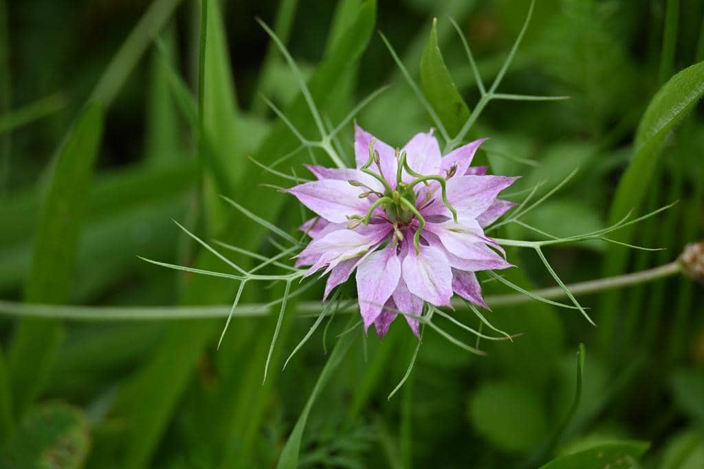 Nigella damascena
