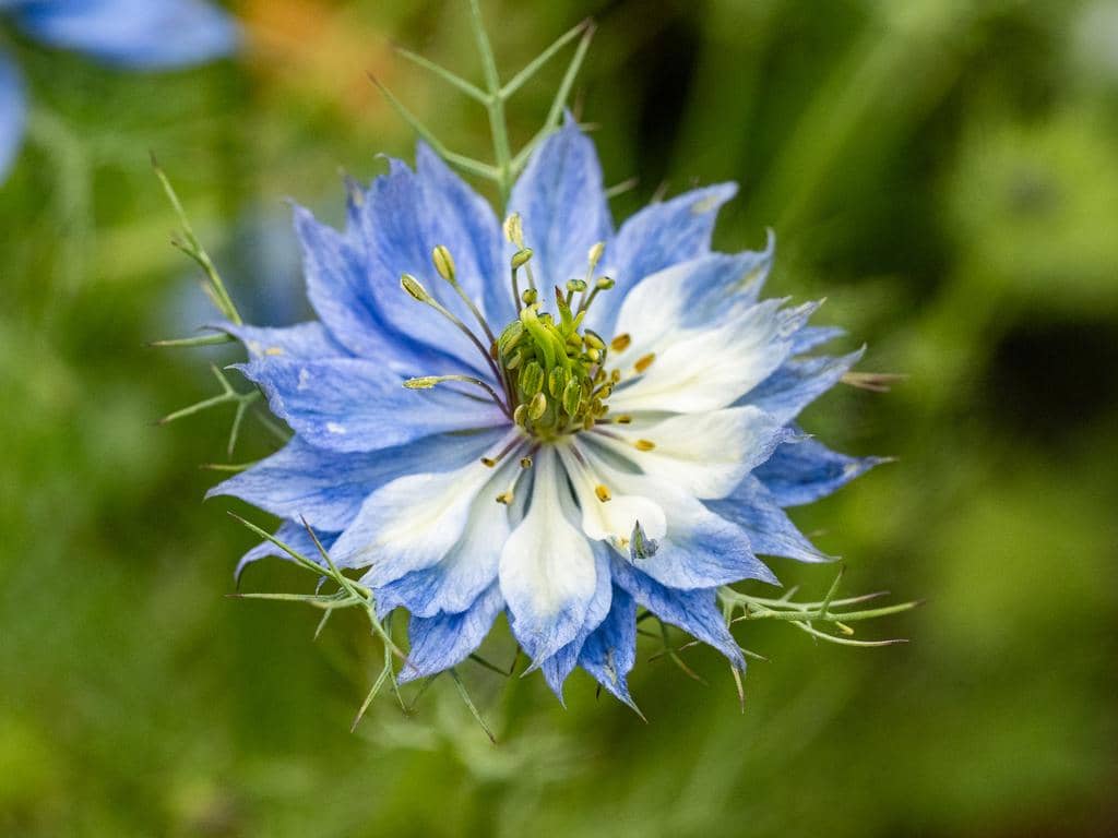 Nigella damascena