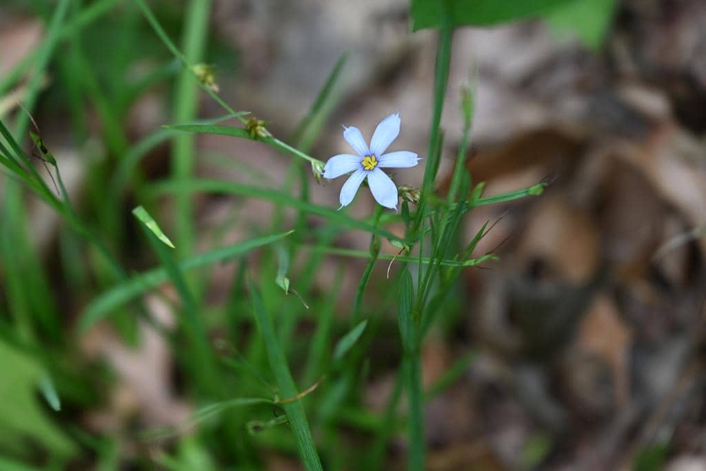 Blue-eyed Grass
