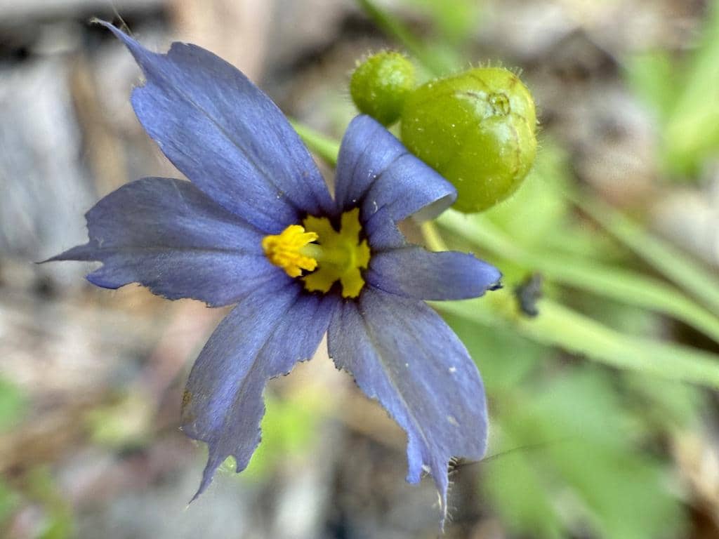 Blue-eyed Grass