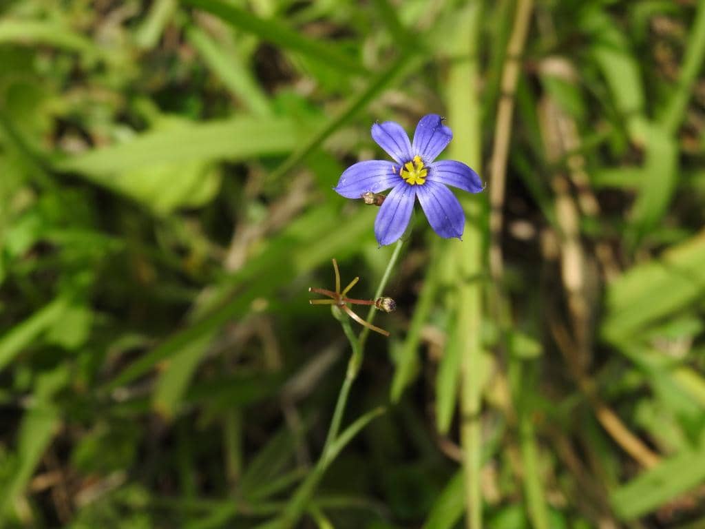 Blue-eyed Grass