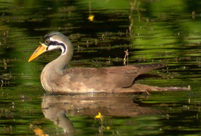 potret burung masked finfoot 