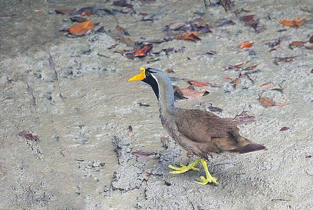 potret burung masked finfoot 