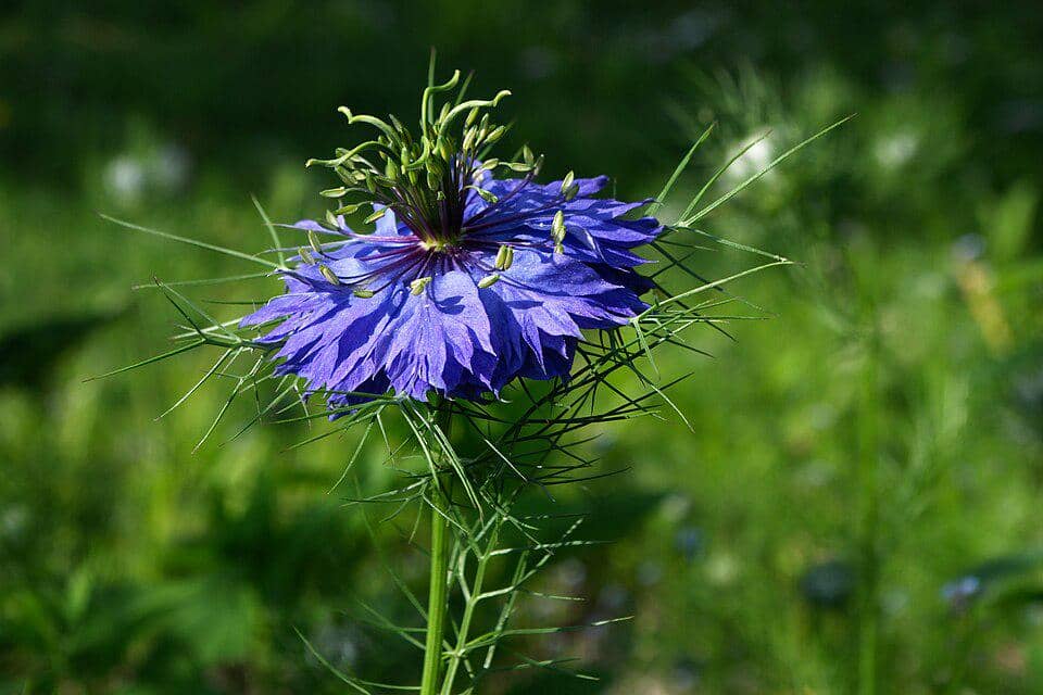 Nigella damascena