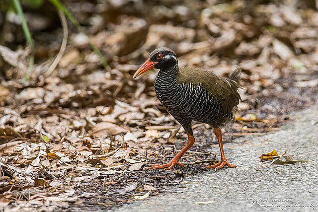 potret burung okinawa rail