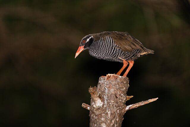 potret burung okinawa rail