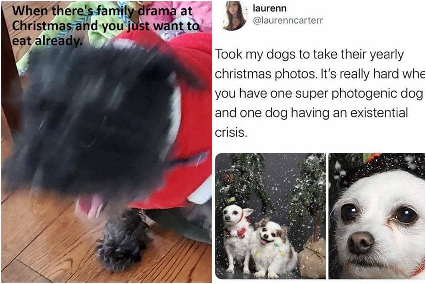 kolase meme anjing dan hari Natal