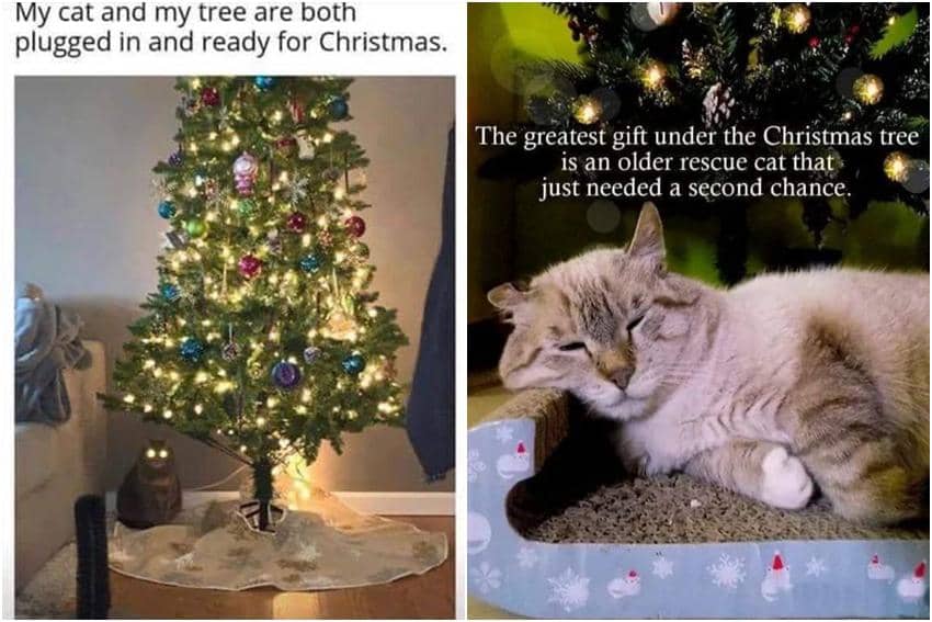 kolase meme kucing dan pohon Natal