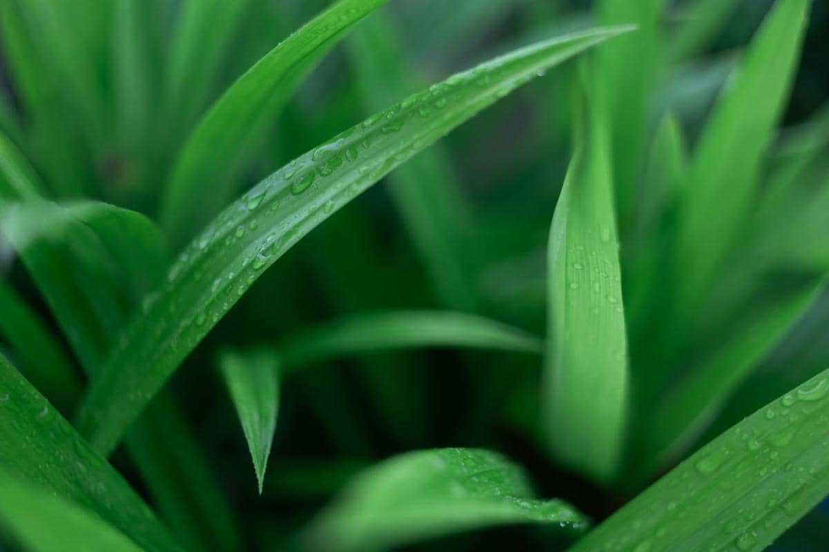 Ilustrasi daun pandan