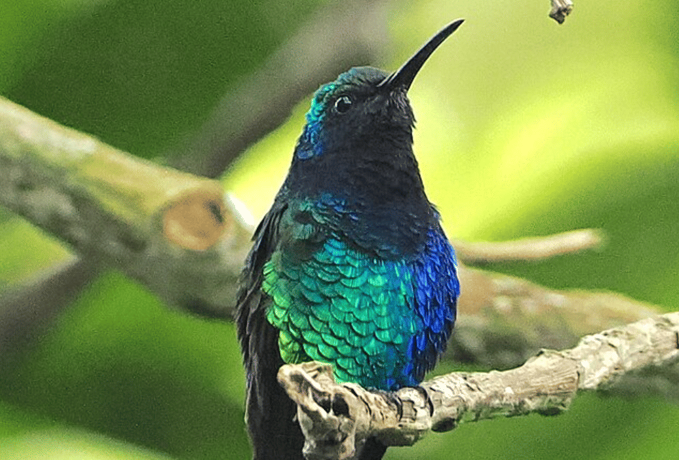 potret burung santa marta sabrewing