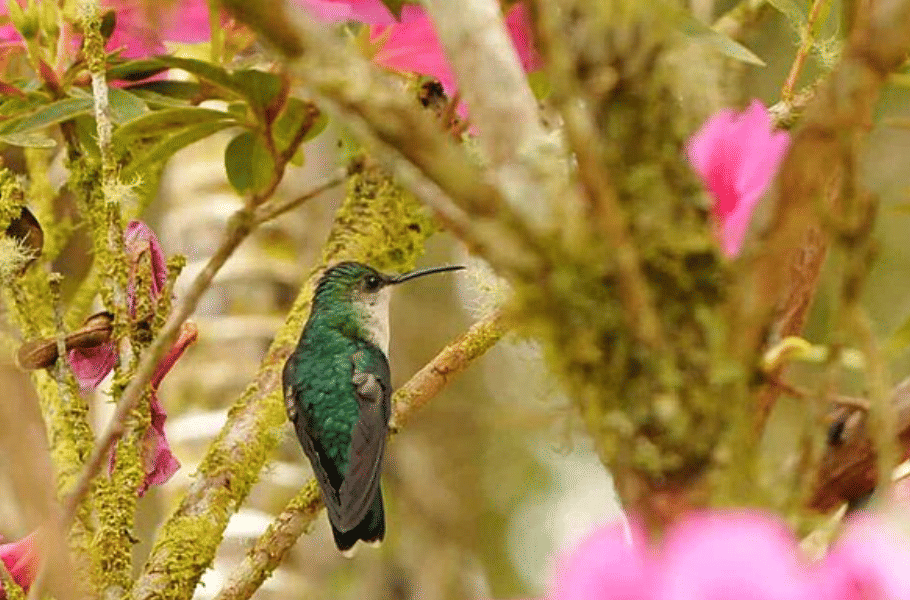 potret burung santa marta sabrewing