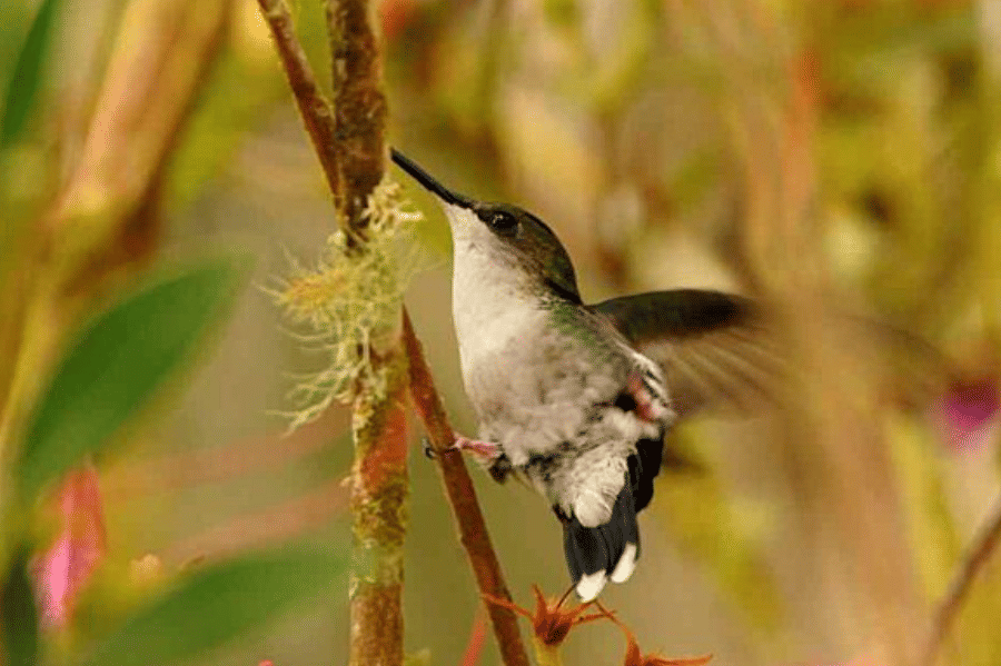 potret burung santa marta sabrewing