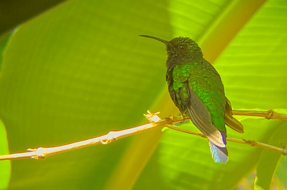 potret burung santa marta sabrewing 