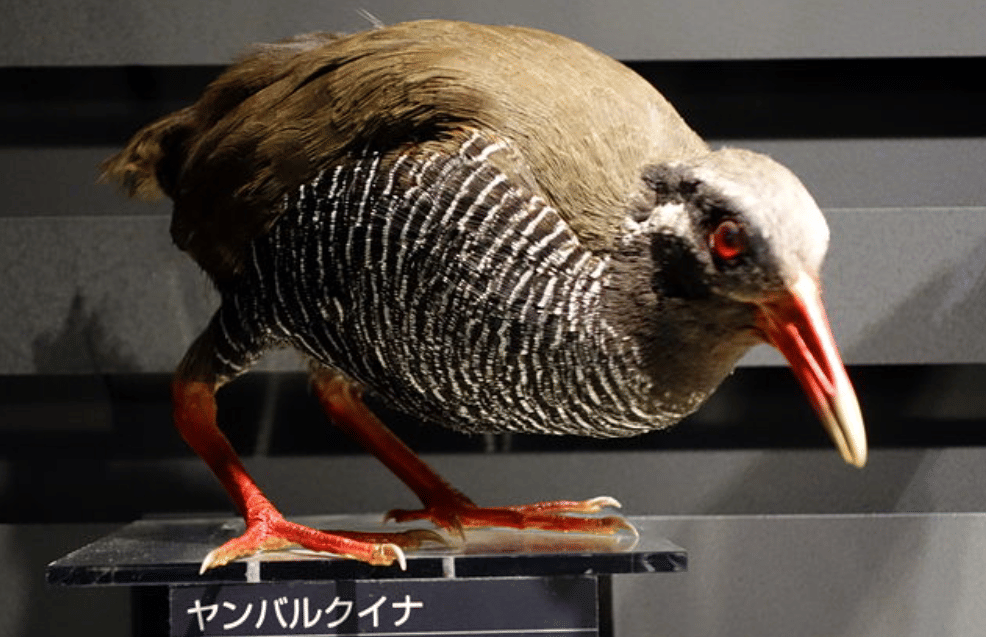 potret burung okinawa rail