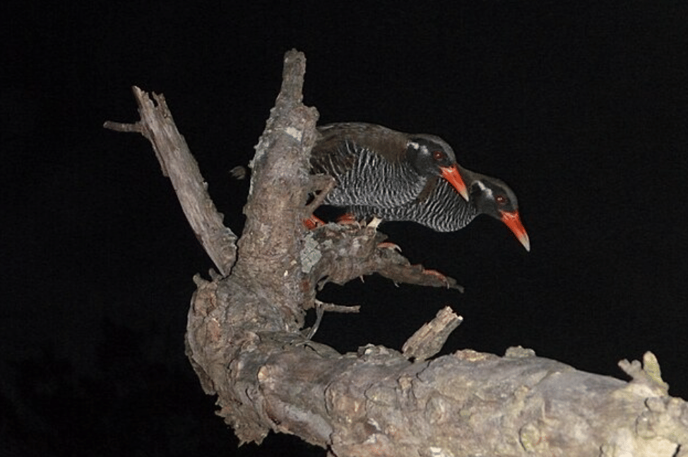potret burung okinawa rail 