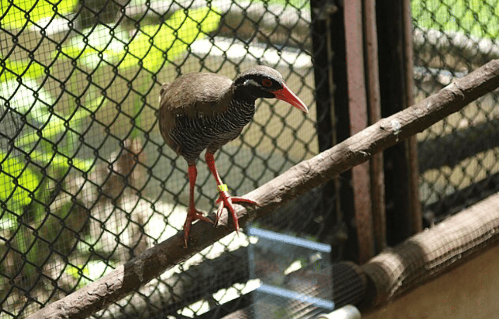 potret burung okinawa rail
