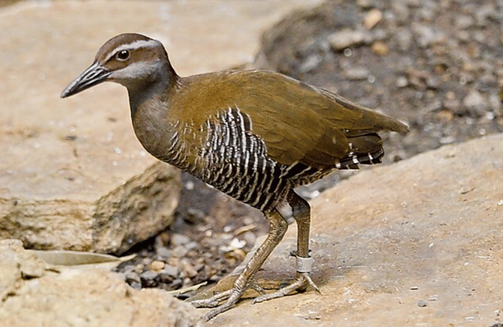 potret burung guam rail
