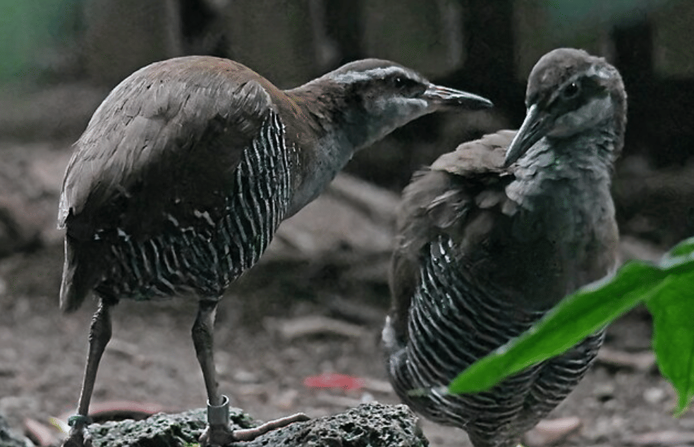 potret burung guam rail 