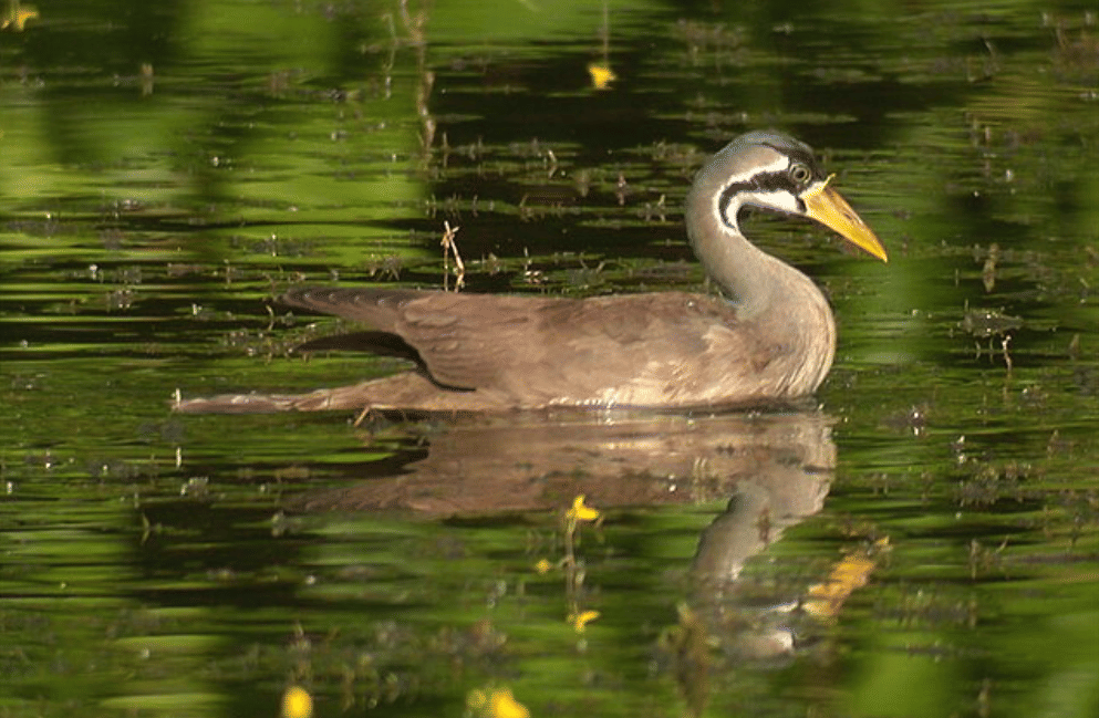 potret burung masked finfoot