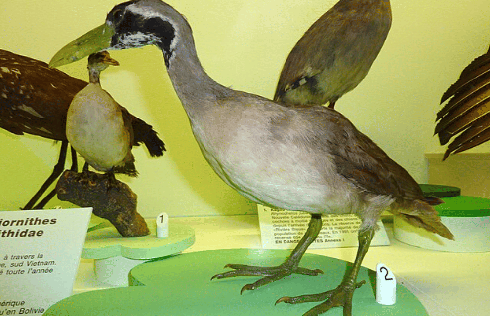 potret burung masked finfoot 