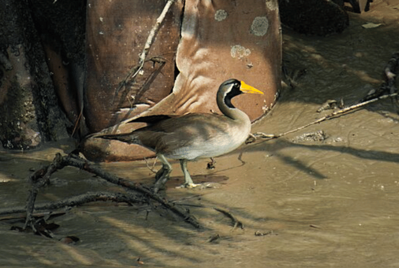 potret burung masked finfoot 