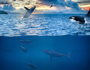 Ilustrasi Rantai makanan laut. 