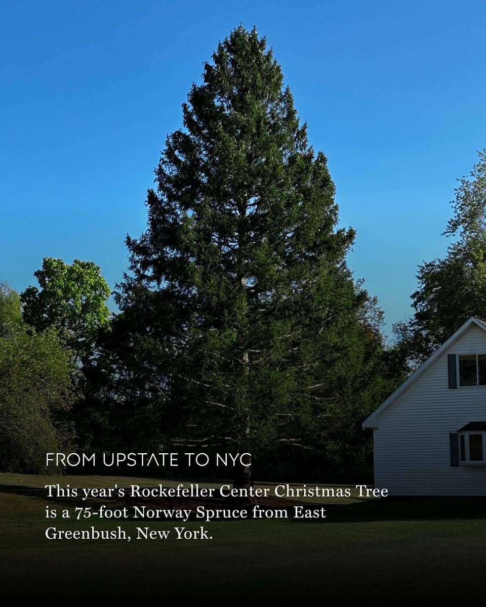 potret pohon Rockefeller Center Christmas Tree berasal 