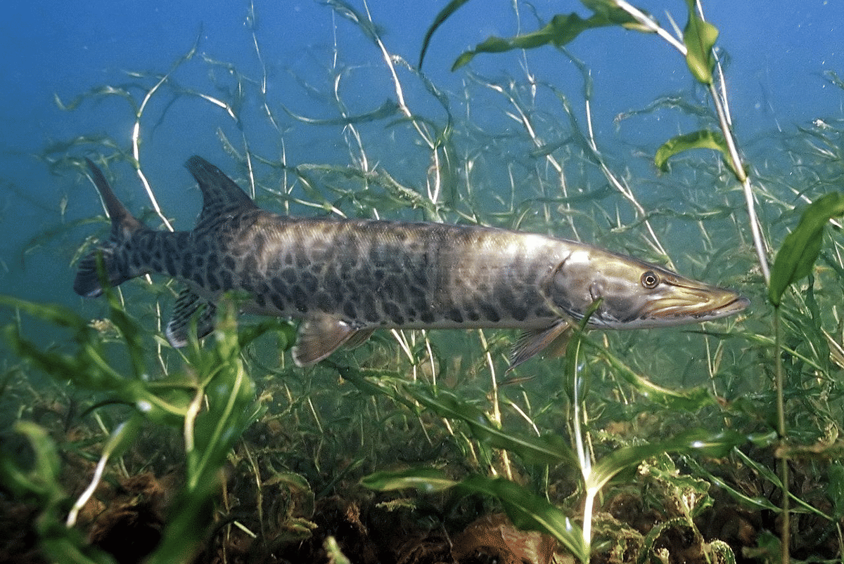 muskellunge