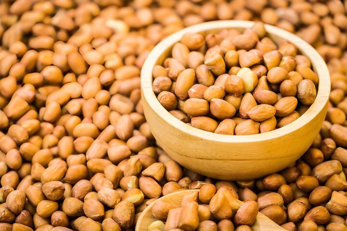 Ilustrasi kacang berkualitas