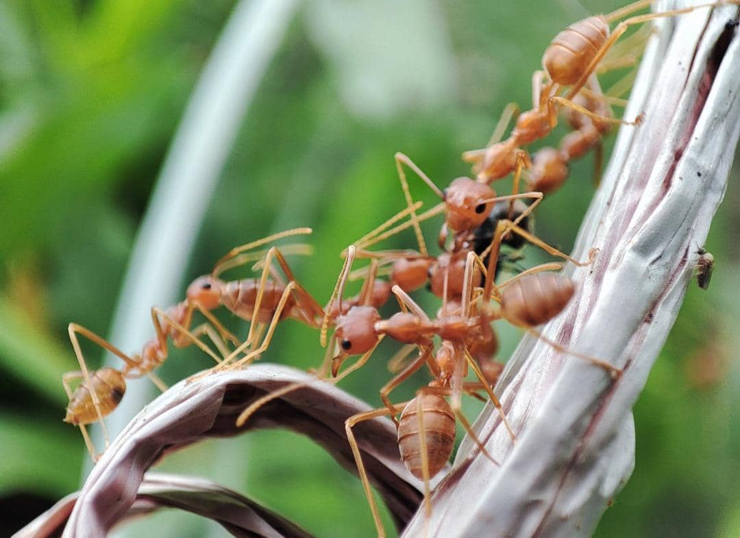 ilustrasi koloni semut