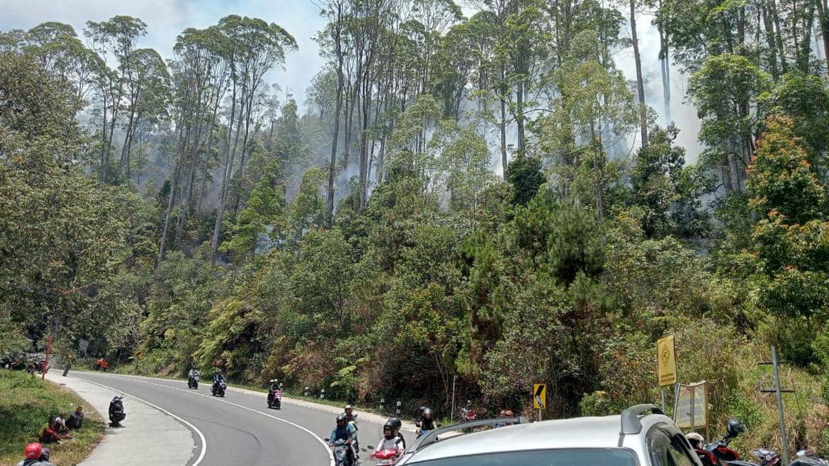Hutan gunung Lawu dilihat dari jalan tembus Sarangan - Cemorosewu. IDN Times/Riyanto.