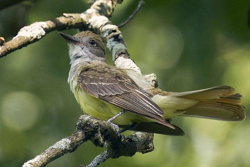 sikatan jambul besar bertengger