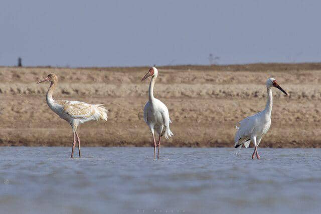 potret burung siberian crane